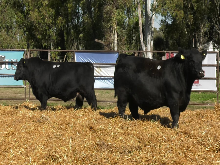 Lote TOROS ANGUS PP