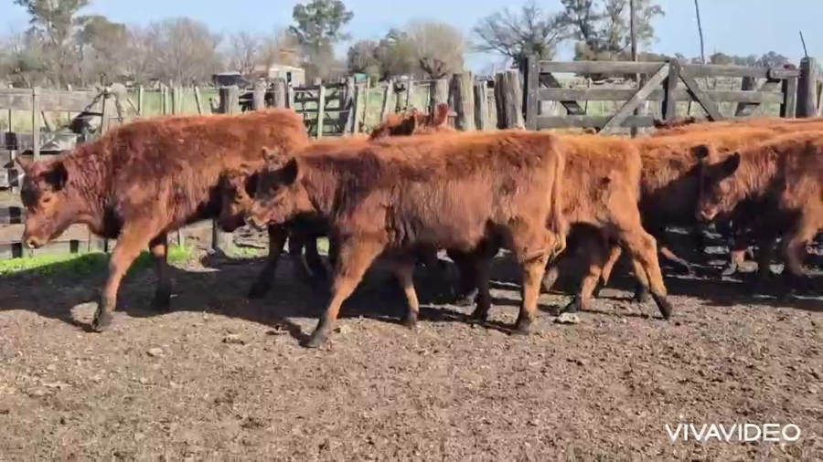 Lote 30 Terneras