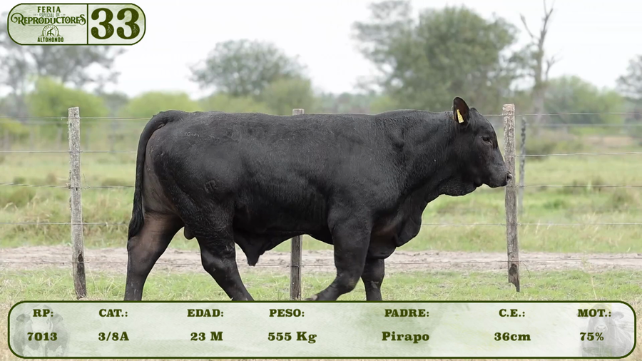 Lote LOTE 33