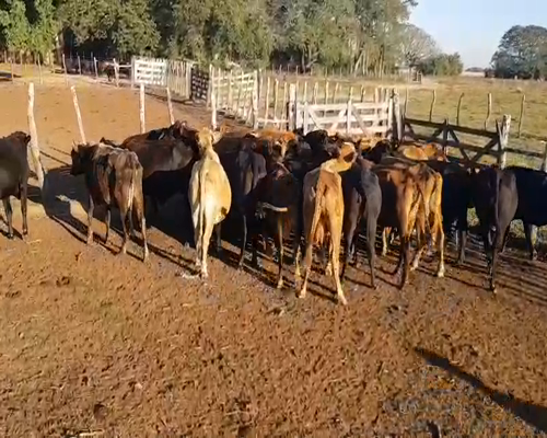 Lote 30 Vacas de invernar en Mburucuyá, Corrientes