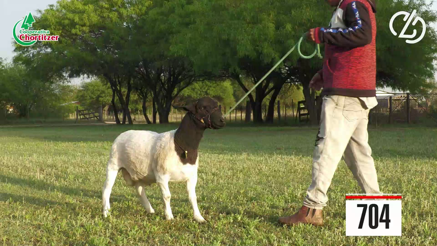Lote Dorper-Schafe