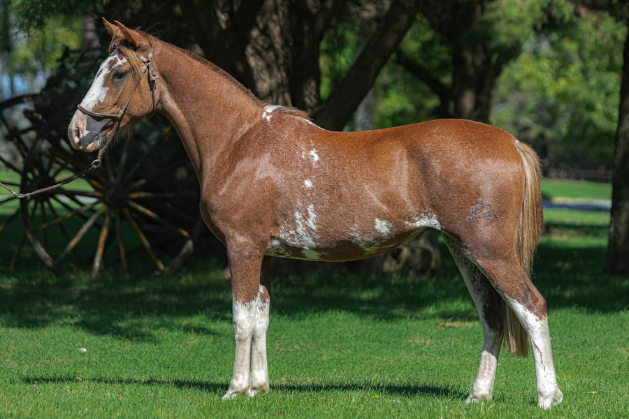 Lote Consejero Sabionda