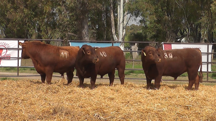 Lote TOROS ANGUS COLORADOS PC
