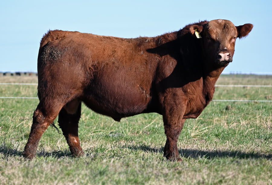 Lote TOROS PUROS DE PEDIGREE