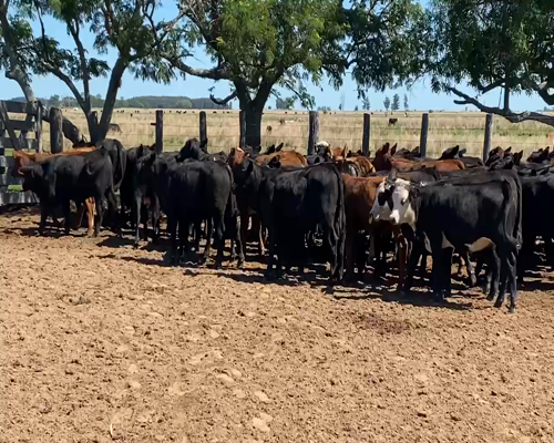 Lote 120 Terneras en Esquina, Corrientes