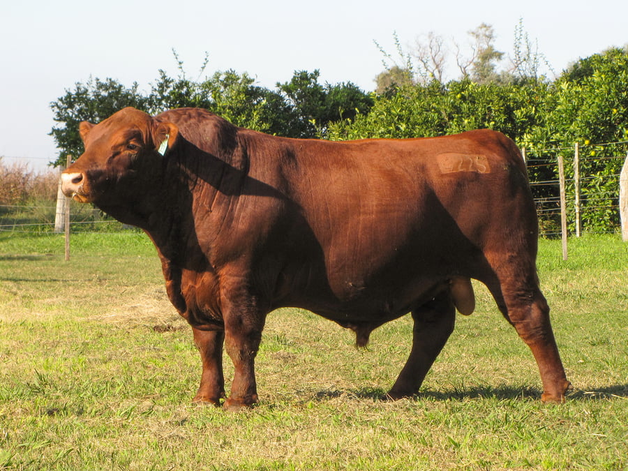 Lote CABAÑA COEMBOTÁ: RP 225
