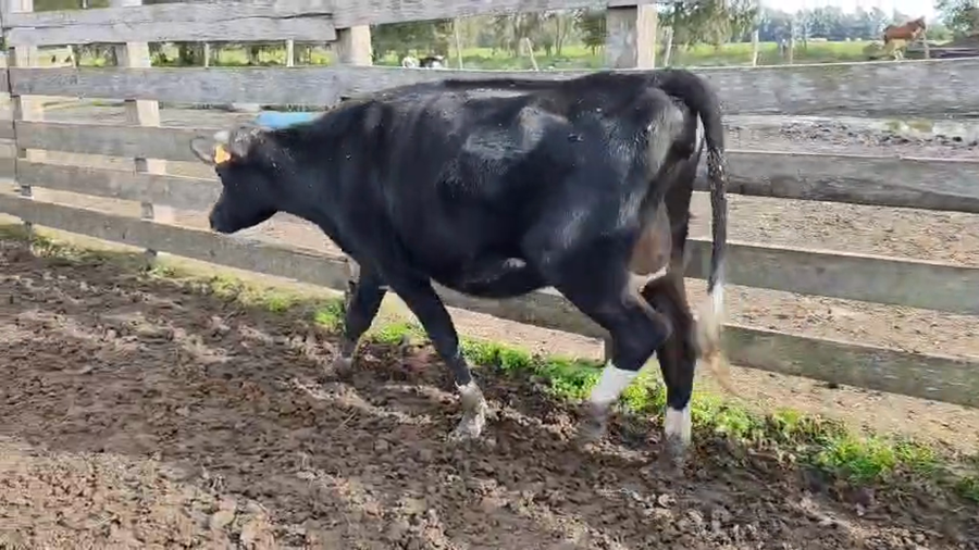 Lote Vaquillonas  a remate en Pantalla Camy 400kg - , San José