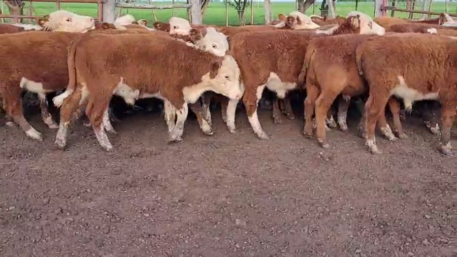 Lote 73 Terneros en Villaguay, Entre Ríos