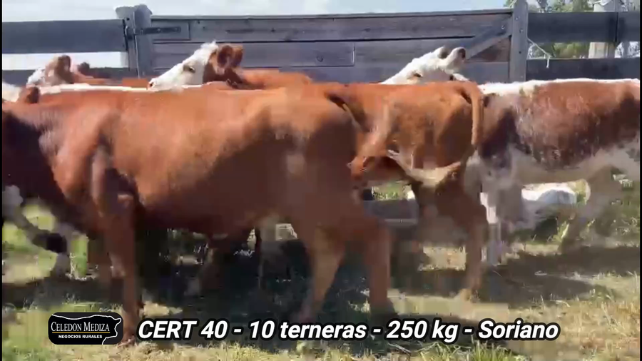 Lote 10 Terneras en Soriano