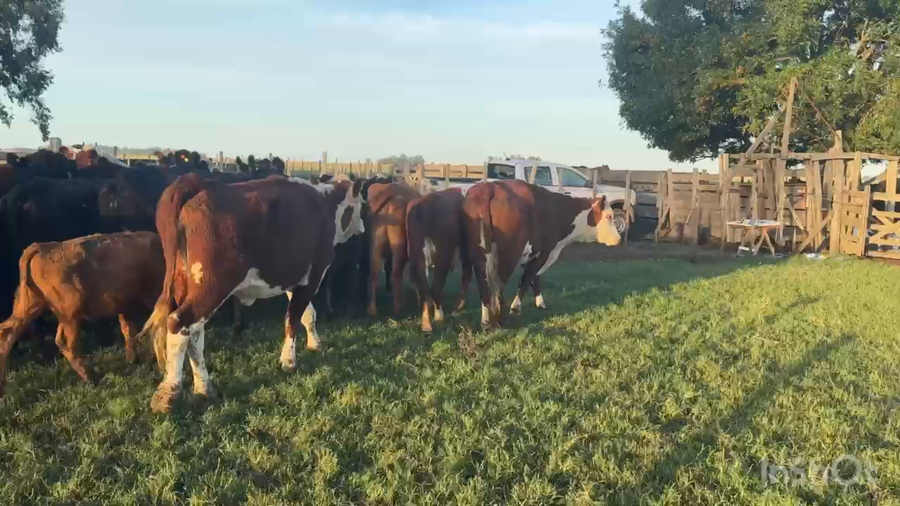 Lote 120 Vacas nuevas C/ gtia de preñez