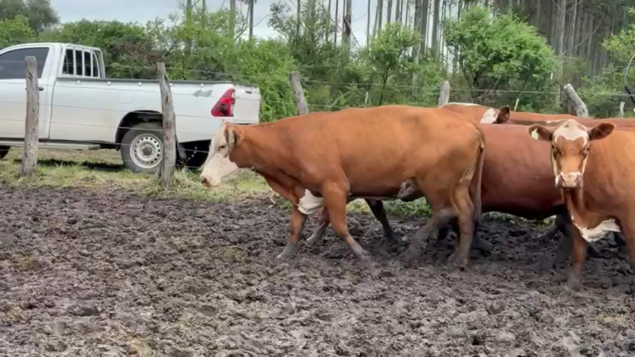 Lote 32 Vacas CUT preñadas en Corrientes, Mocoretá