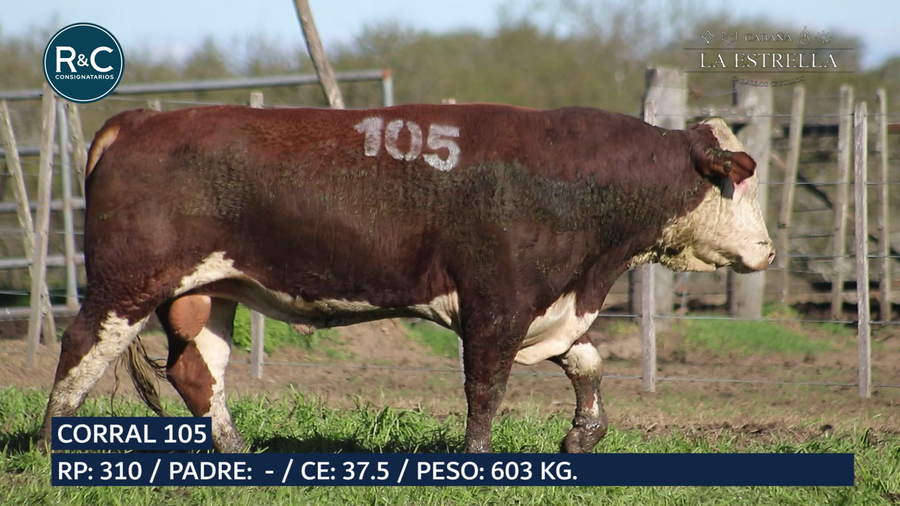 Lote Toro Hereford