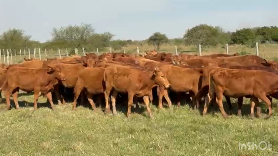 Lote 120 Terneras en Corrientes, Mercedes