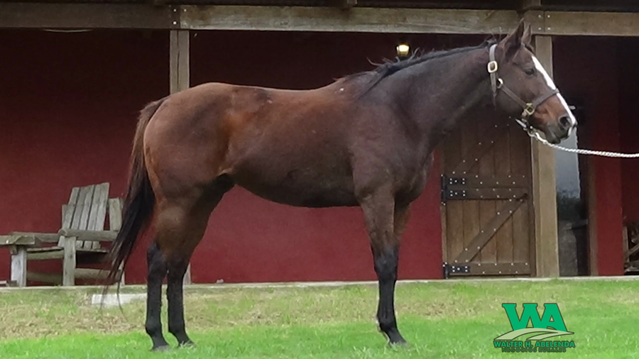 Lote UNBRIDLED GIRL (Arg)