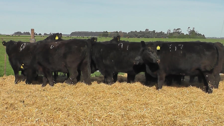 Lote VAQUILLONAS NEGRAS PARA ENTORAR