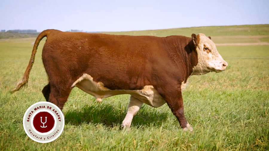 Lote TOROS SANTA MARIA DE ARAPEY