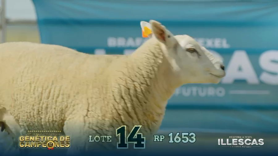 Lote LOTE 14 B - RP 1653