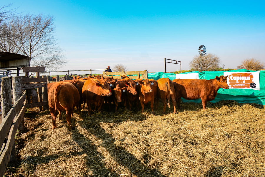 Lote VAQUILLONAS PREÑADAS