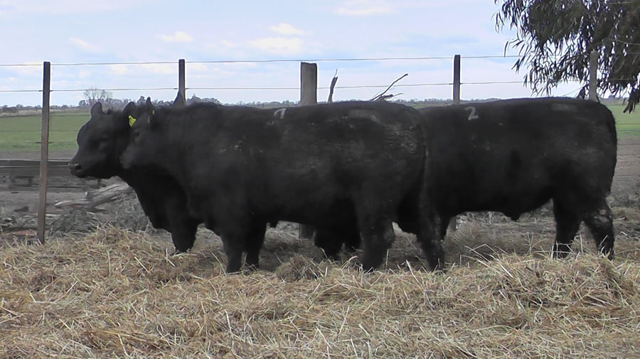 Lote TOROS PUROS POR CRUZA