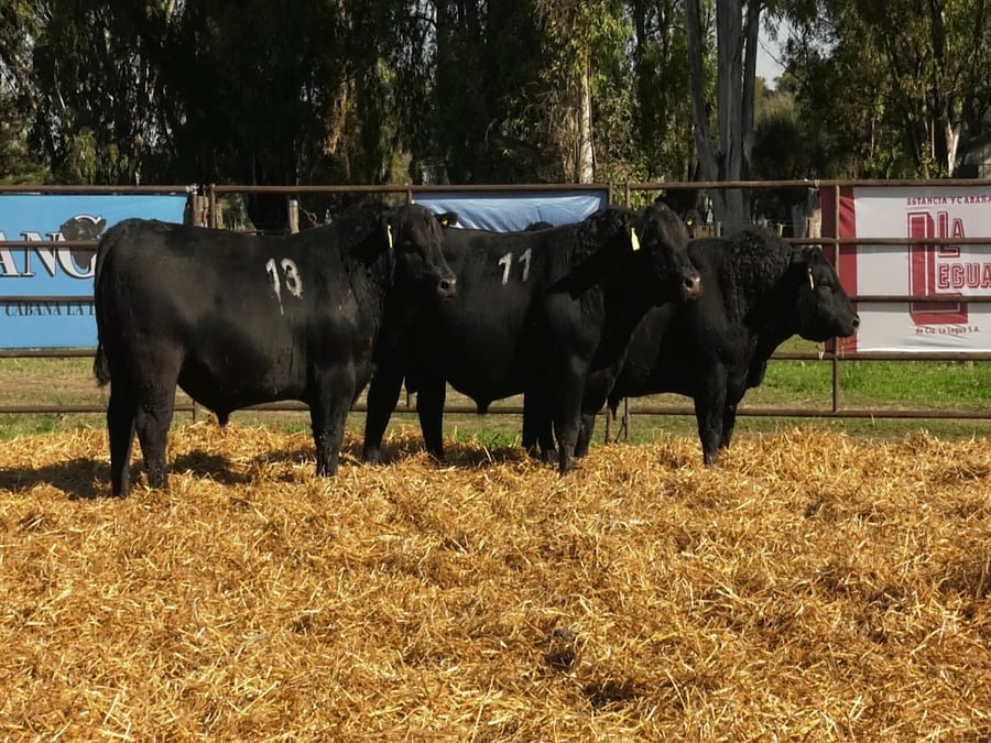 Lote TOROS ANGUS NEGROS PC