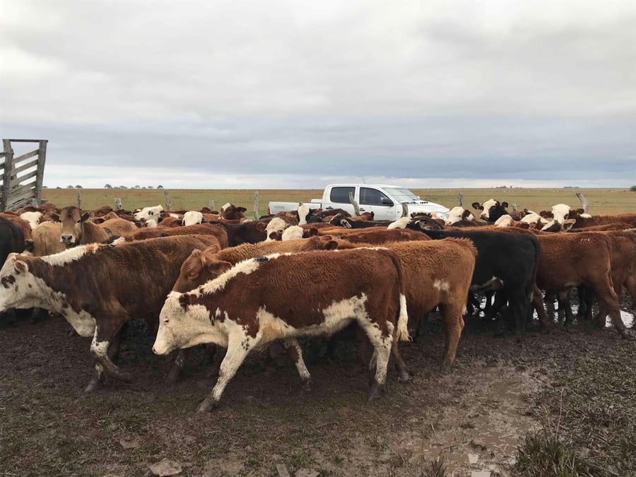Lote 62 Novillitos en Mercedes, Corrientes