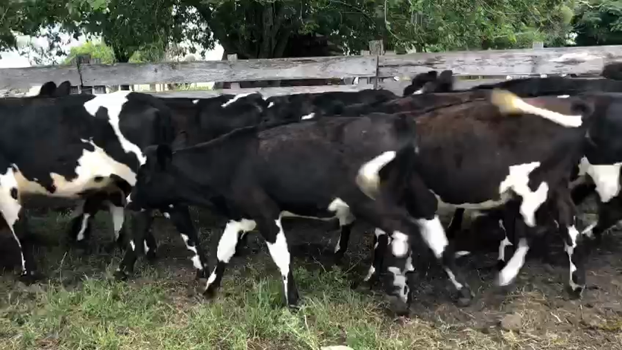 Lote (Vendido)14 Vaquillonas  Cruza Normando a remate en Pantalla Camy en Escudero