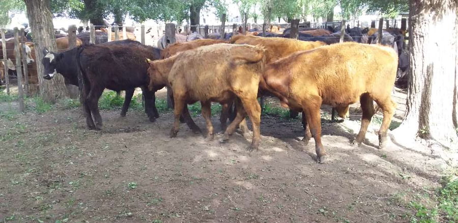 Lote 6 Novillitos en Gral. Lamadrid, Buenos Aires