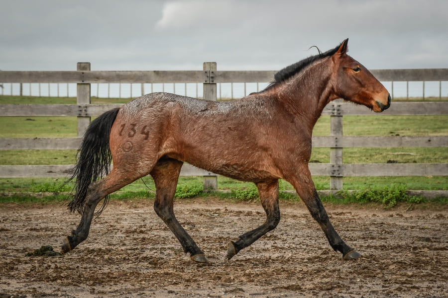 Lote VERDES MARES ITALIANO