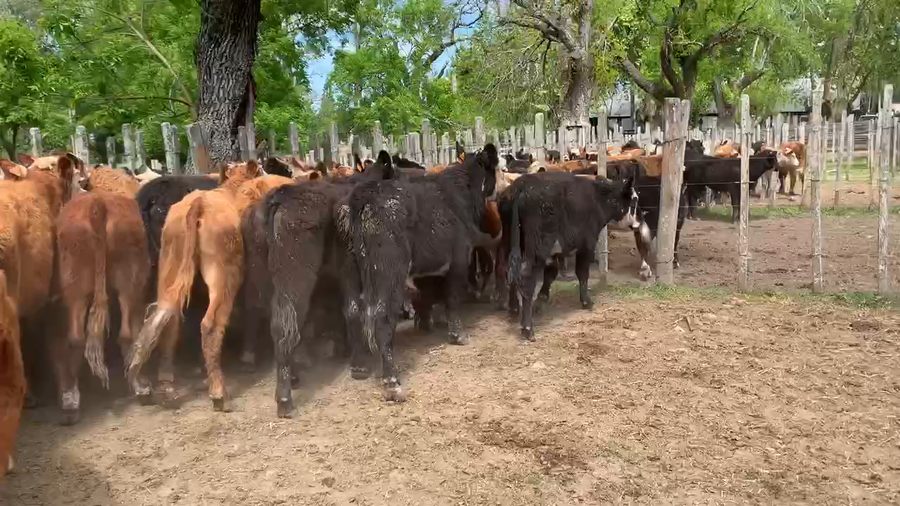 Lote 60 Novillos 1 a 2 años en Melo, Cerro Largo