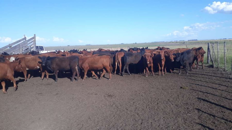 Lote 100 Terneras en arboledas, Buenos Aires