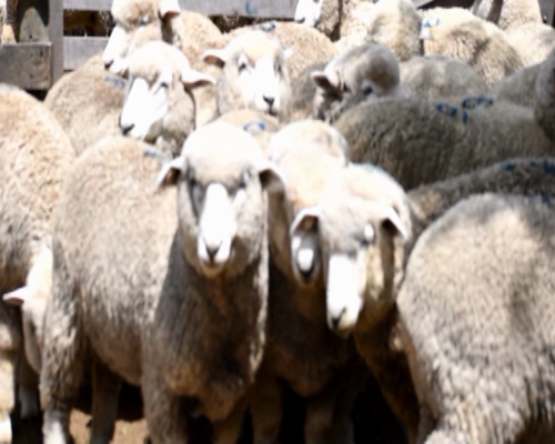 Lote 19 borregas puro de origen 2dts