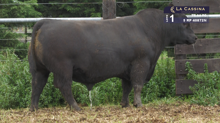 Lote TORO ANGUS PURO CONTROLADO