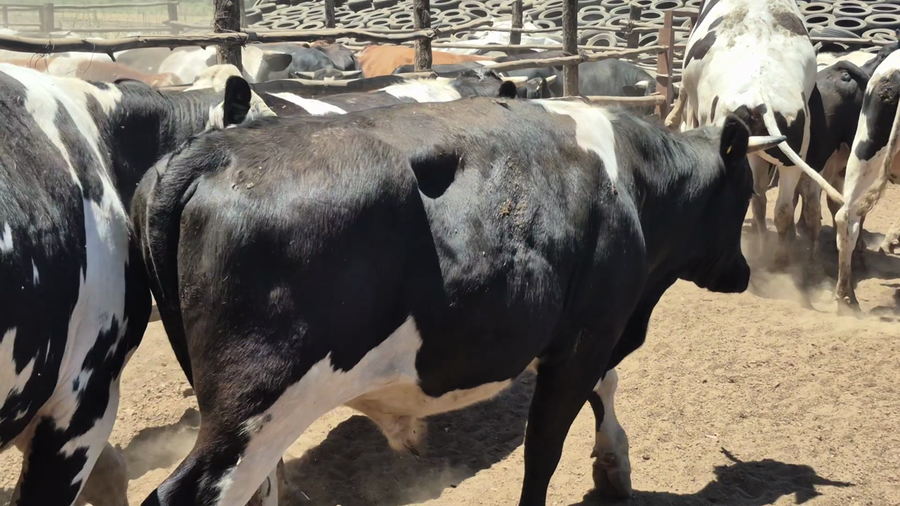 Lote 45 Novillo Gordo en San Rafael, VII  Región Maule