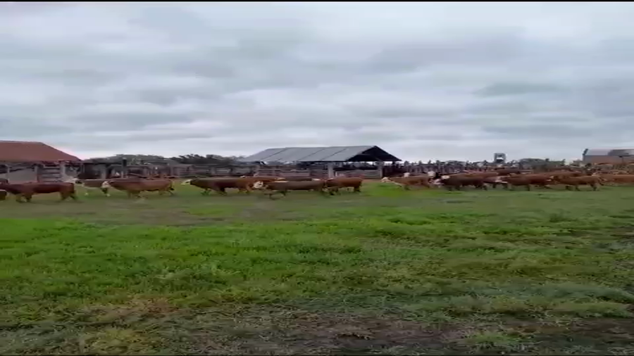 Lote 150 Terneros/as en Corrientes, Mercedes