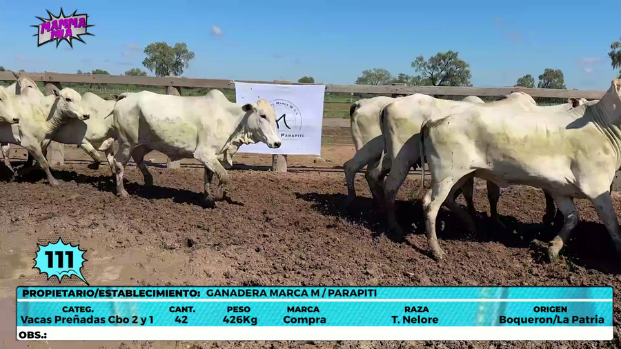 Lote LOTE 111
