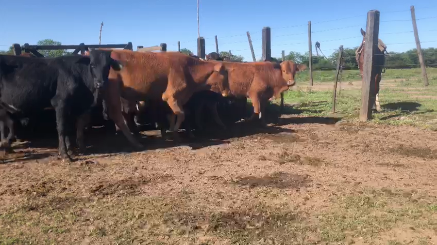 Lote 115 Terneros/as en Gral. San Martín, Chaco