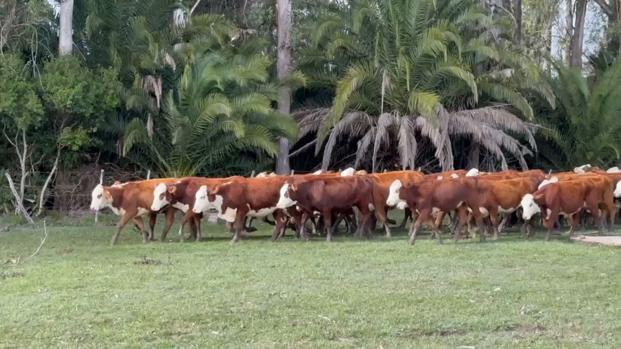 Lote 89 Vaquillonas en Corrientes, Paso de Los Libres
