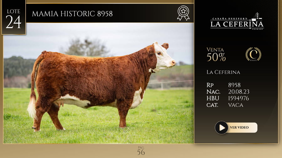 Lote MAMIA HISTORIC 8958