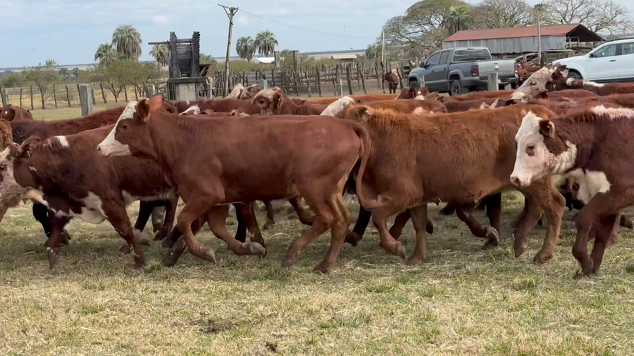 Lote 100 Terneras y vaquillas en Corrientes, Perugorría