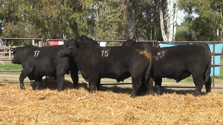 Lote TOROS ANGUS NEGROS PC