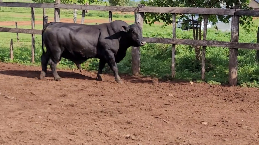 Lote Toros T. Brangus  Negro a remate en Remate de Reproductores, Asunción