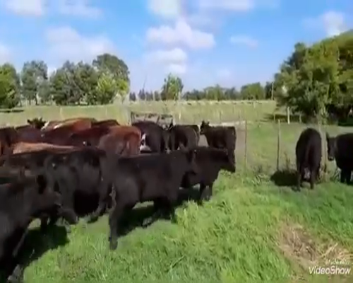 Lote 120 Novillitos en Dolores, Buenos Aires