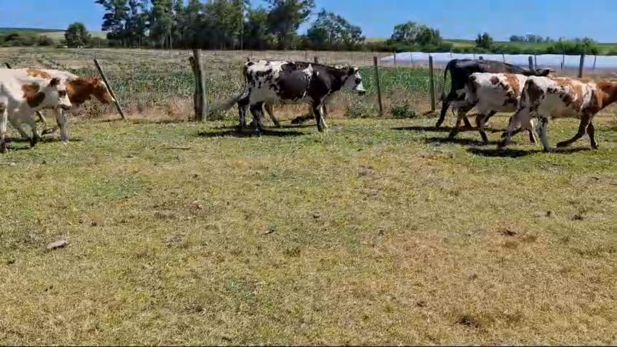 Lote Terneros y Terneras
