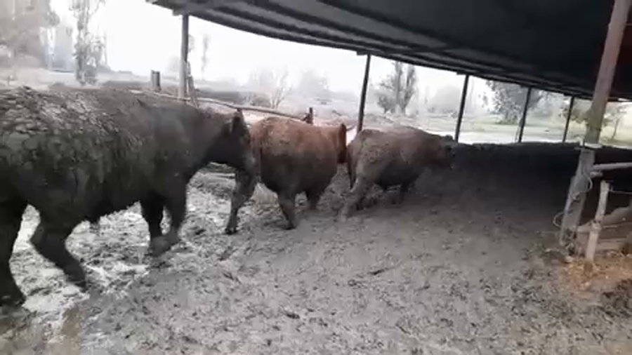 Lote 45 Novillo Gordo en Linares, VII  Región Maule