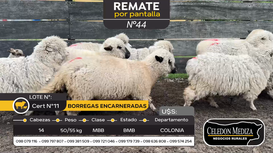 Lote 14 Borregas encarneradas en Paso Antolín, Colonia
