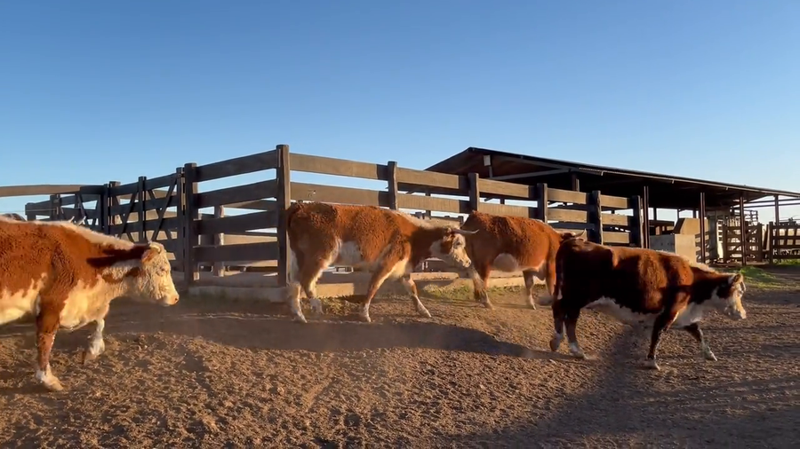 Lote Vacas Preñadas