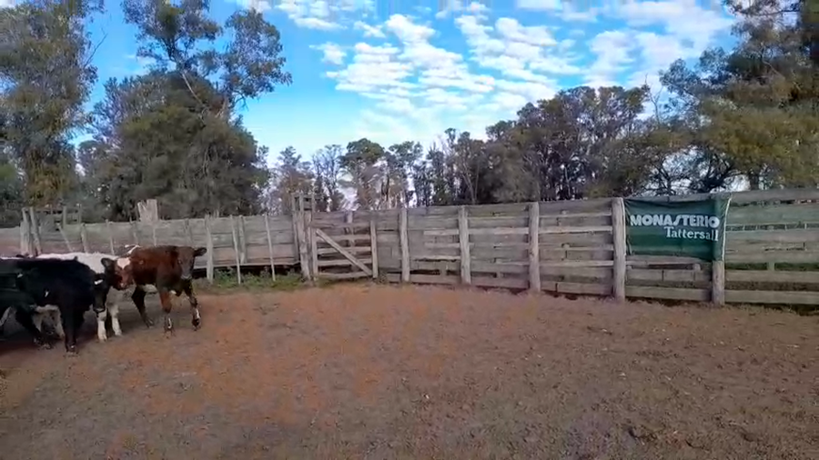 Lote 50 Terneros en 30 de Agosto