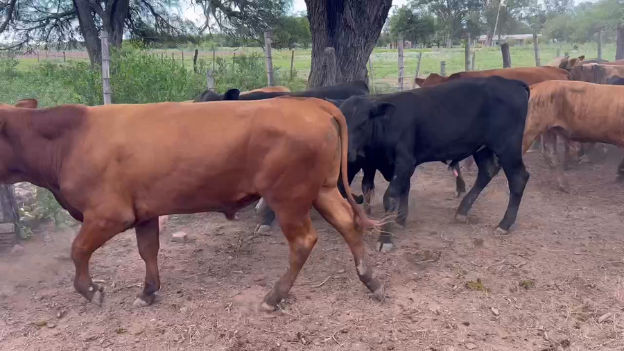 Lote 77 Terneros/as en Juan José Castelli, Chaco