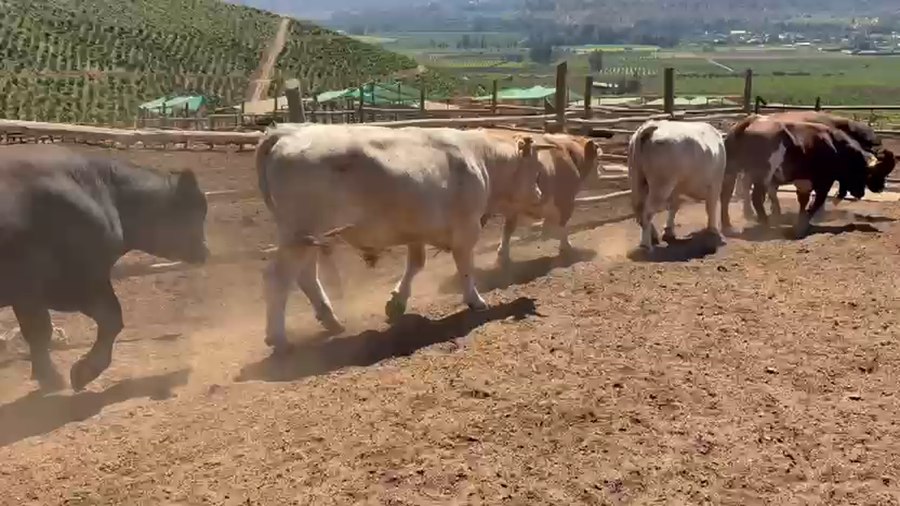 Lote 20 Torete en Melipilla, Región Metropolitana