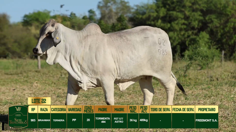Lote LOTE 22